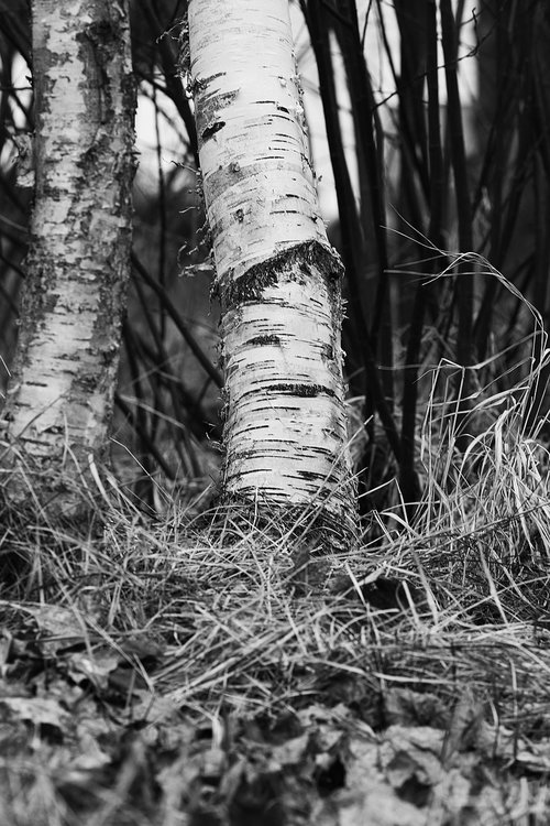 wood  tree  nature