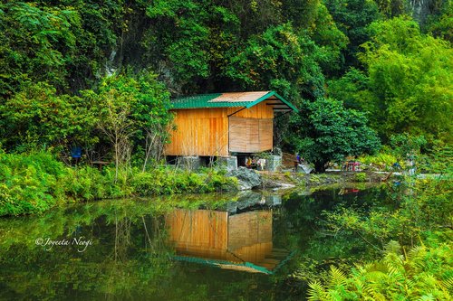 wood  nature  water