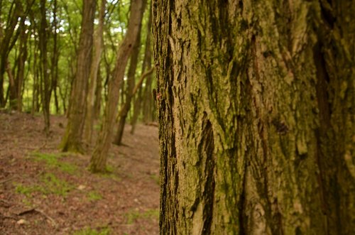 wood  tree  nature