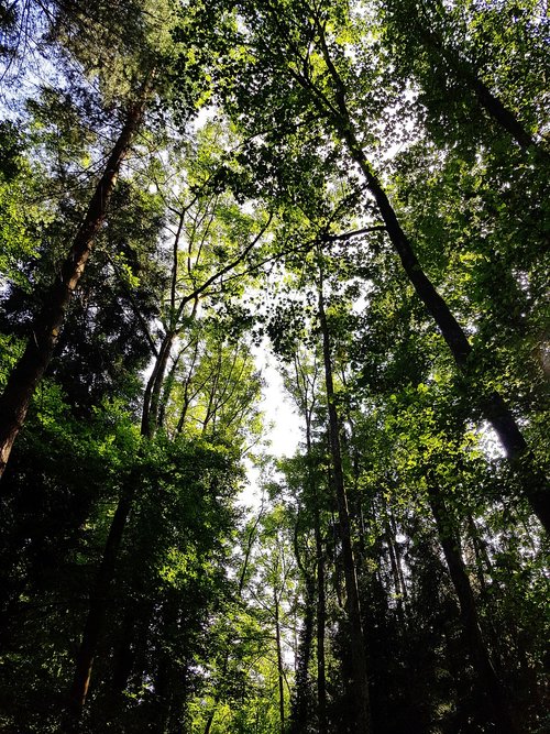 wood  nature  tree