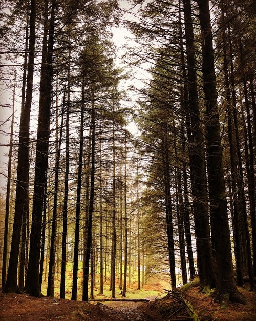 wood  tree  nature