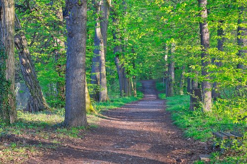 wood  tree  nature