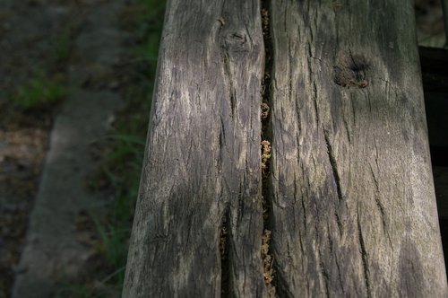 wood  nature  tree