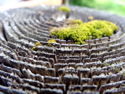 wood  moss  desktop