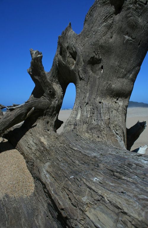 wood driftwood dried