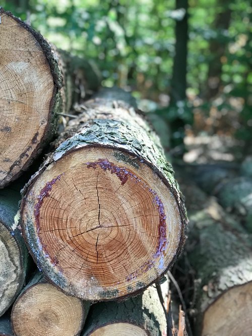 wood  forest  nature