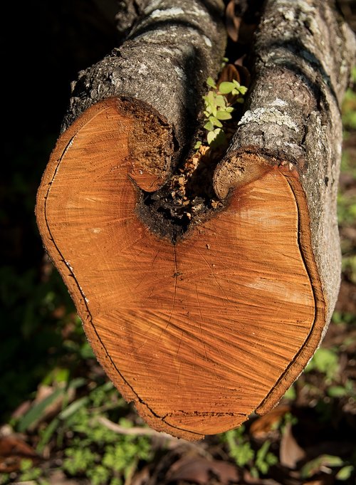 wood  branch  tree