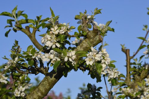 wood  apple