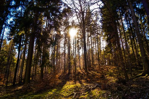 wood  tree  landscape