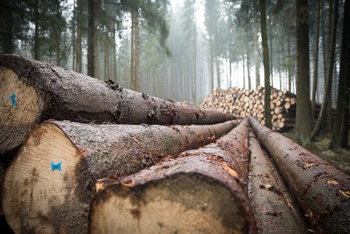 wood  forest  log
