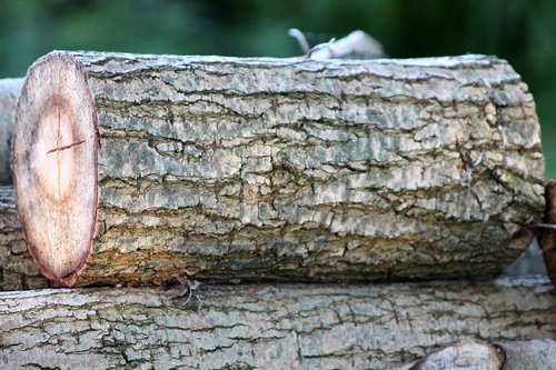 wood  nature  fall