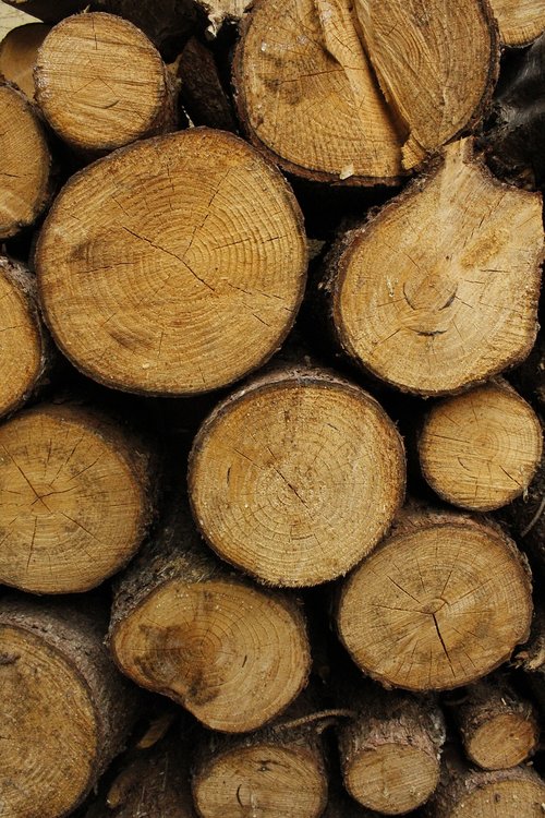 wood  stump  nature