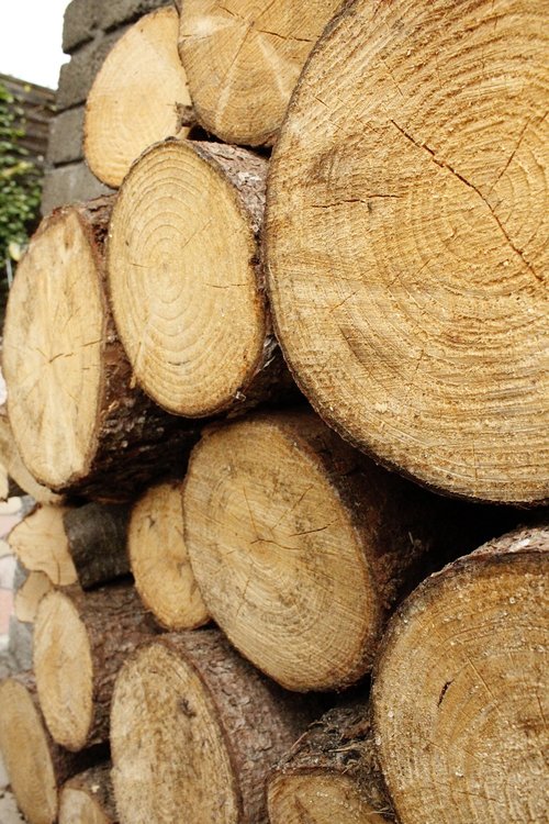 wood  stump  nature