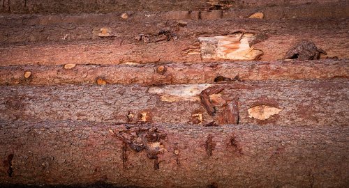 wood  tree trunks  annual rings