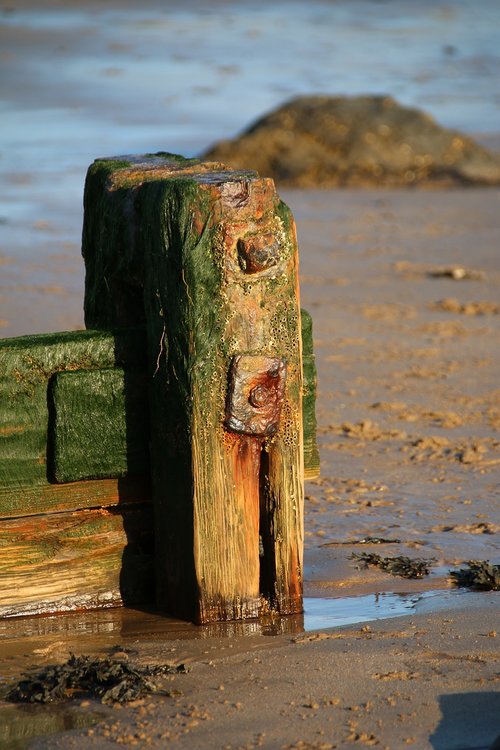 wood  beach  sea