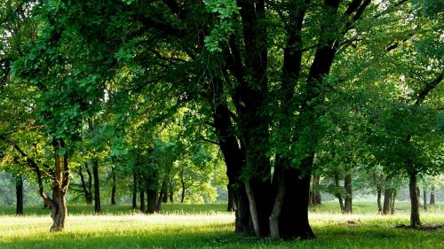 wood forest park