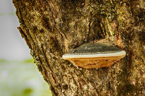 wood  mushroom  tree