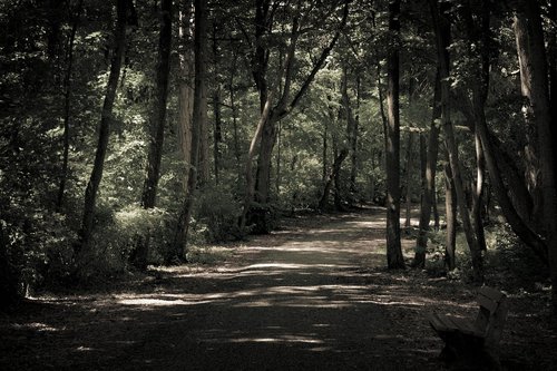 wood  tree  dark