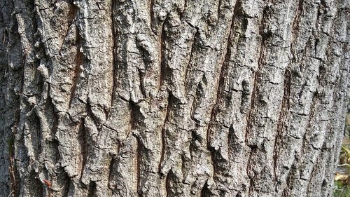 wood  peel  oak