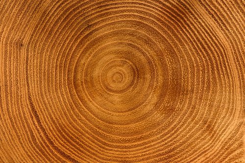 wood  annual rings  texture