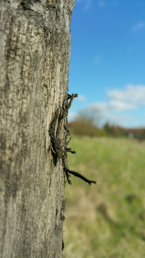 wood  tree  damaged tree