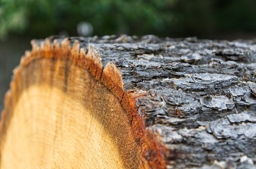 wood  log  tree