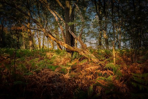 wood  dead  tree