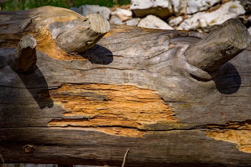 wood  cedar  tree