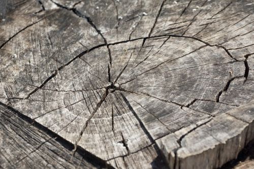 wood log annual rings