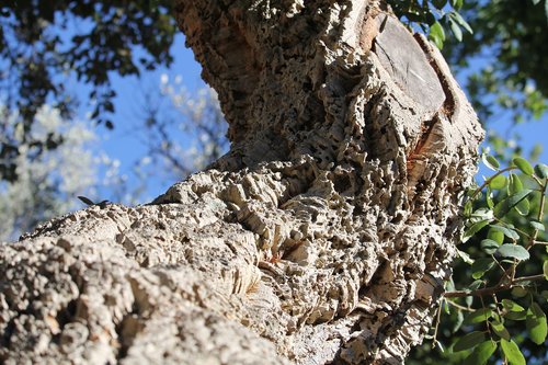 wood  summer  nature