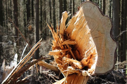 wood  tree  grubbing-up