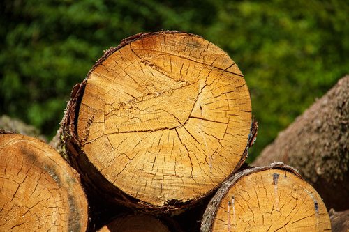wood  log  nature