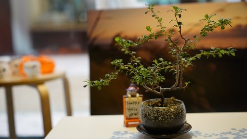 wood  table  bonsai