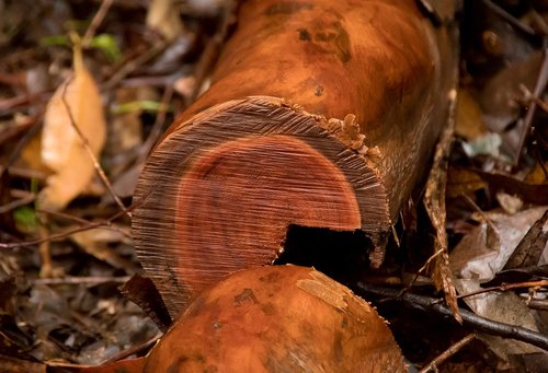 wood  branch  tree