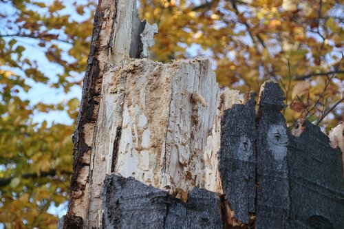 wood  fungus  rot