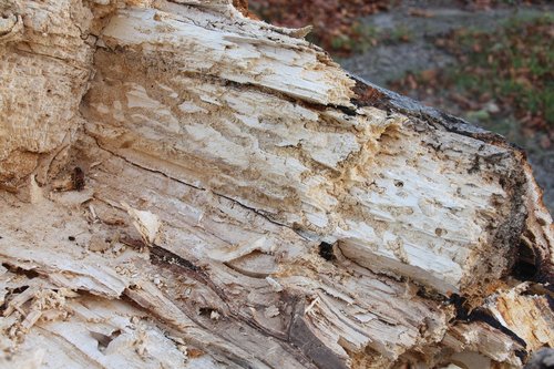 wood  fungus  rot