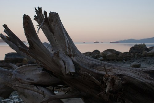 wood  beach  dawn