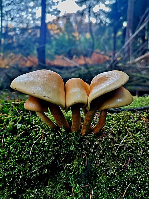wood  mushrooms  forest