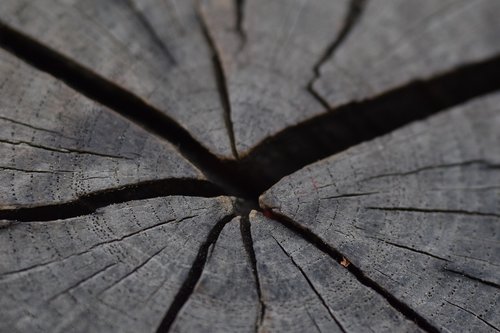 wood  stump  texture