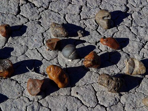 wood petrified ground