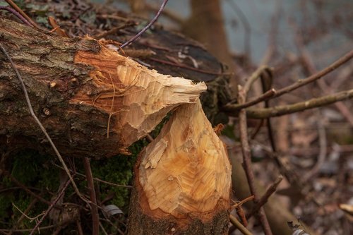 wood  beaver bite  nature