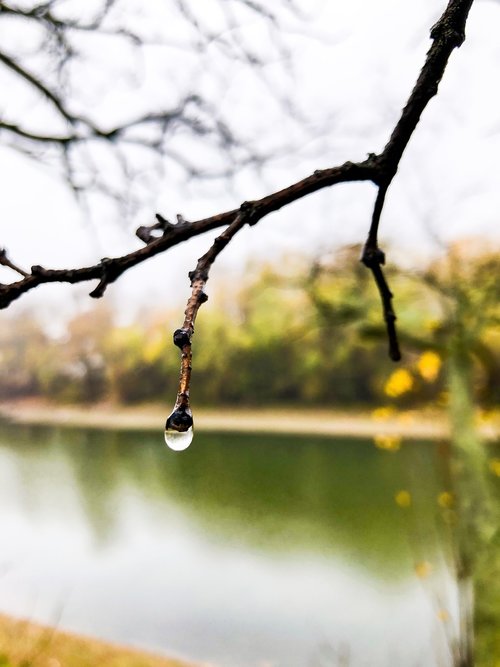 wood  vizcsepp  water droplets