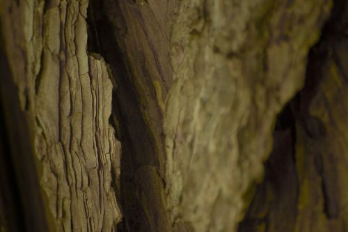 wood texture tree