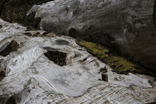 wood  tree  trunk