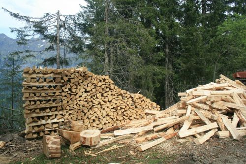 wood pile forest