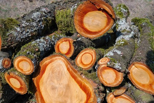 wood  holzstapel  tree trunks