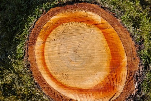 wood  log  annual rings