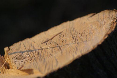 wood  nature  tree