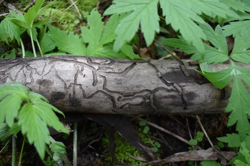 wood  pattern  leaves