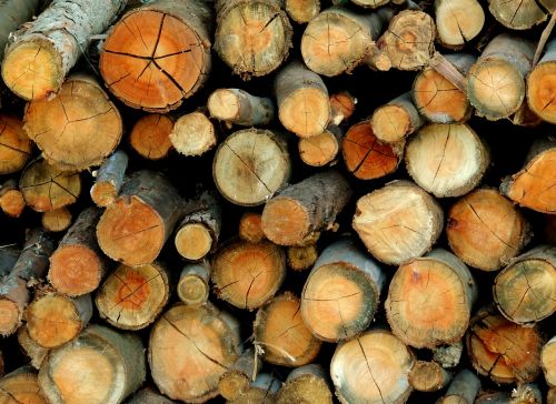 wood trunks firewood